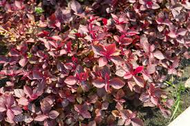 Image result for Cyathula