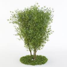 Bush For The Garden Or The Park 3d Model Plants Bush 3d Model
