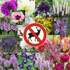 Maybe you would like to learn more about one of these? Deer Resistant Planting Ideas Deer Resistant Flowers Bulb Blog