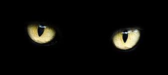 Halloween Colors Their Meaning And Symbolism Yellow Cat Halloween Coloring Yellow Eyes
