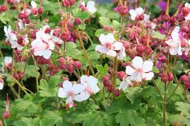 Image result for Chlorophytum macrorrhizum