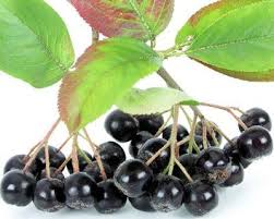 Image result for buah elderberry