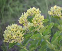 Asclepias Viridis Green Milkweed Spider Milkweed American Silkweed Jewelweed Silken Cissy Silkweed Gre Milkweed Seeds Asclepias Monarch Butterfly Garden