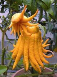 Les Minis Fruitiers Achat Vente Fruitiers Willemse Jardin Legume Exotique Fruits Exotiques Arbre Fruitier