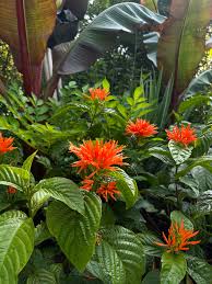 Image result for Justicia