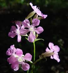 Image result for Viscum shirense