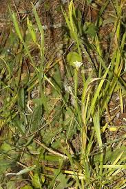 Image result for Sisyrinchium micranthum