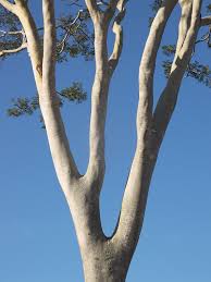 Image result for Albizia niopoides