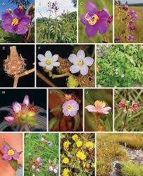 Image result for Dissotis melleri