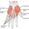 These muscles provide the hands with unsurpassed flexibility. 1