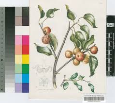 Image result for Ziziphus abyssinica