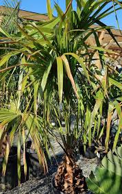 Image result for Livistona australis