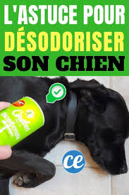 Voici une recette simple et facile pour faire un shampoing fait maison pour votre chien. Comment Desodoriser Son Chien Avec Du Bicarbonate Pour Qu Il Sente Toujours Bon