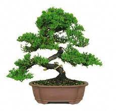 Green Mound Juniper Bonsai Trees For Sale Outdoor Bonsai Tree Bonsai Trees For Sale Bonsai Tree Care