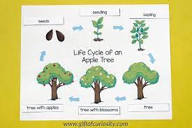 Other pests such as scales, mites, and aphids should be controlled by natural parasite and predator populations if you haven't used a lot of sprays. Apple Tree Life Cycle Printables Gift Of Curiosity