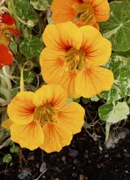 Check spelling or type a new query. 130 Nasturtium Ideas Nasturtium Planting Flowers Plants