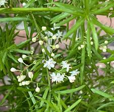 Image result for A. densiflorus Sprengeri