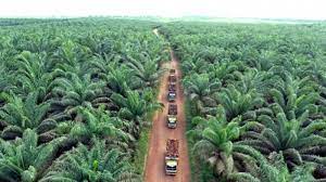 Sekumpulan gajah telah memusnahkan semua anak pokok kelapa sawit yg baru ditanam oleh pengusaha ladang. Perosak Kelapa Sawit Fastgrow Fertilizer