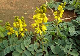 Image result for Senna italica