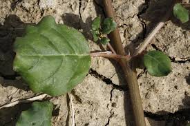 Image result for Trianthema