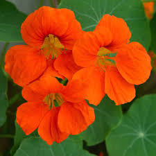 Image result for Nasturtium
