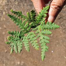 Image result for Aleuritopteris