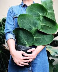 The item sku number can be found just below the buy button.) professional botanical gardener sizes and actual plants ready to start growing up your post or slab garden website philodendron tissue. 25 Plants Ideas Plants Indoor Plants House Plants