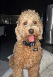 Mini Goldendoodle Boy Vs Girl