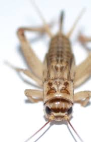 How to get rid of camel crickets? Super Easy Home Remedies To Get Rid Of Crickets From Your Home How To Kill Methods Pocket Press Release