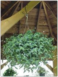 Check spelling or type a new query. Great Hanging Houseplants Gardening Small Backyard Gardens Plants Houseplants