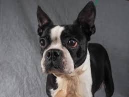 Anyone who owns a boston terrier of color and would like to have their dog properly color registered you may do so by contacting the akc special. Meet Cameo A 7 Years Terrier Boston Available For Adoption In Colorado Springs Co Terrier Rescue Dogs Pets