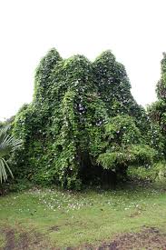 Image result for Thunbergianthus