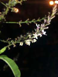 Image result for Aloysia citrodora
