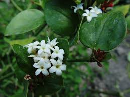 Image result for Carissa bispinosa