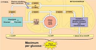 It includes all the topics given in ncert class 11 biology text book. Respiration In Plants Study Material For Neet Aipmt Medical Exams Askiitians