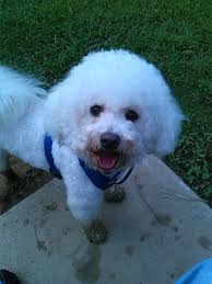 Dex (Bichon) enjoying the snow