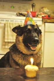 Birthday Dog German Shepherd In 2021 German Shepherd Puppies German Shepherd Shepherd Puppies