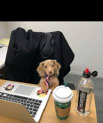 Create Meme Reading To Dogs Dog Mailman Dog Cook Pictures Meme Arsenal Com