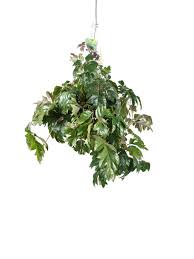 Image result for Cissus integrifolia