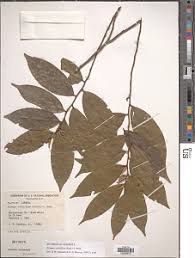 Image result for Xylopia lukei