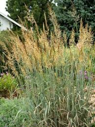 Image result for Sorghastrum