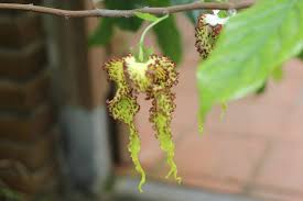 Image result for Monodora