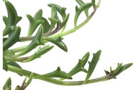 Image result for Senecio propior