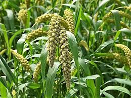 Image result for Millettia lasiantha