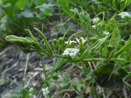 Image result for Thesium