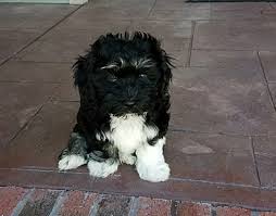 Check spelling or type a new query. Pin On My Havanese Puppy Arnie Palma Black And White
