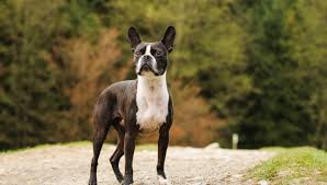 A bunch of cute pictures and videos. Boston Terrier All About Dogs