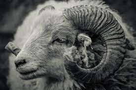 Aries individuals tend to be fierce, fast, and intelligent. What Animal Symbol Is Aries And What S Its True Meaning