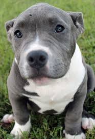 Maybe you would like to learn more about one of these? Pitbull Dog Blue Nose