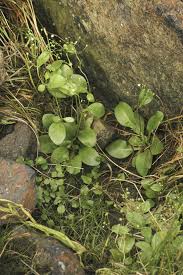 Image result for Samolus